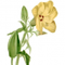 Ambrette (Musk Mallow)