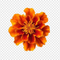 African Orange Flower