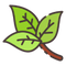 Basil