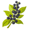 Black Currant