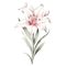 Casablanca Lily