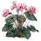 Cyclamen