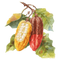 Cocoa