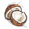 Coconut