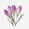 Cyclamen