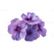 Heliotrope