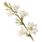 Tuberose