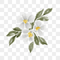 Labdanum