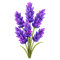 Lavendar