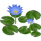 Blue Lotus
