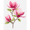 Magnolia