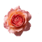 May Rose