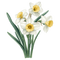 Narcissus