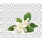 Neroli