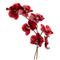 Orchid