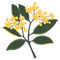 Osmanthus