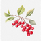 Red Berries