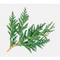 Pitosporum