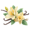 Vanilla