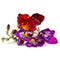 Freesia