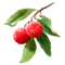Lychee