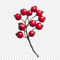 Pink Peppercorn