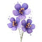 Violet Leaf